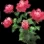 火炎鱗の花